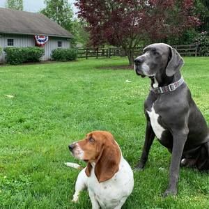 Meet your Posher, David